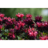 Monarda - Pocahontas Red Rose