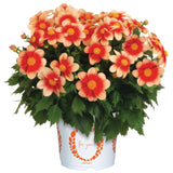 Dahlia - Summer Bees Salmon Bicolor