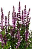 Salvia - Caramia Rose