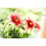 Dahlia - Summer Bees Salmon Bicolor