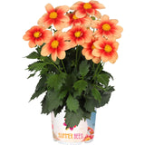 Dahlia - Summer Bees Salmon Bicolor