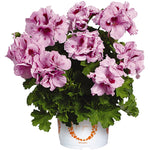 Geranium - Martha Washington Elegant Light Lavender Splash