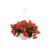 Begonia - I'Conia Miss Miami