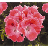 Geranium - Martha Washington Elegant Sunrise