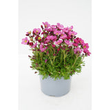 Saxifraga - Scenic Pink