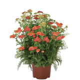 Achillea millefolium - Skysail Fire