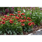 Gaillardia - SpinTop Red