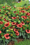 Gaillardia - SpinTop Red