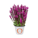 Salvia - Salute Neon Pink