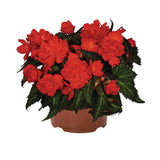 Begonia - I'Conia Miss Miami
