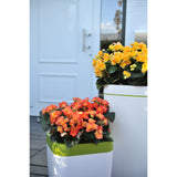 Begonia - Amstel Batik Orange