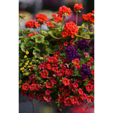 Geranium - Brocade Fire