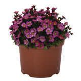 Saxifraga - Scenic Pink