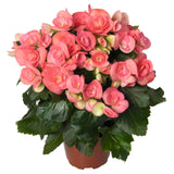 Begonia - Amstel Netja Dark Pink