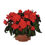 Begonia - I'Conia Miss Miami