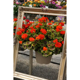 Geranium - Brocade Fire