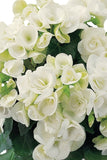 Begonia - Amstel Clara White