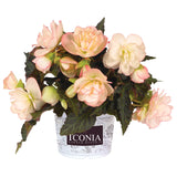Begonia - I'Conia Miss Montreal