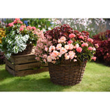 Begonia - I'Conia Miss Montreal