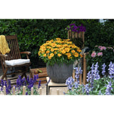 Gaillardia - SpinTop Mango