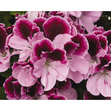 Geranium - Martha Washington Elegant Purple Majesty