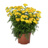 Achillea millefolium - Skysail Yellow