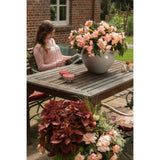 Begonia - I'Conia Miss Montreal