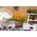 Gaillardia - SpinTop Mango