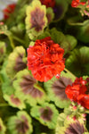 Geranium - Brocade Fire