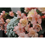 Begonia - I'Conia Miss Montreal