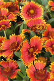 Gaillardia - SpinTop Orange Halo