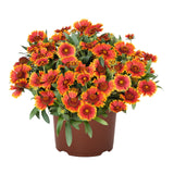 Gaillardia - SpinTop Orange Halo