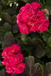 Geranium - Brocade Cherry Night