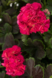 Geranium - Brocade Cherry Night