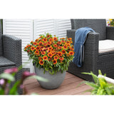 Gaillardia - SpinTop Orange Halo