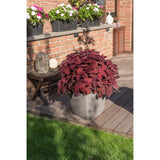Coleus - Main Street Beale Street