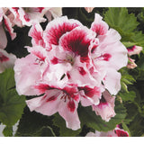 Geranium - Martha Washington Elegant Crystal Rose
