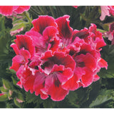 Geranium - Martha Washington Elegant Red Velvet