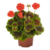 Geranium - Brocade Fire