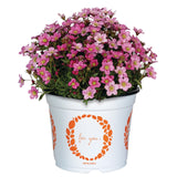 Saxifraga - Scenic Pink