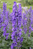 Aconitum Napellus - Blue Monkshood