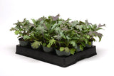 Kale - Simply Salad Storm Mix