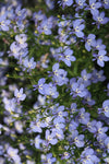 Lobelia - Regatta Sky Blue