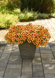 Petchoa - Caliburst Nectarine