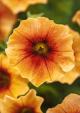 Petchoa - Caliburst Nectarine