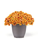 Petchoa - Caliburst Nectarine