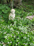Galium Odoratum - Sweet Woodruff