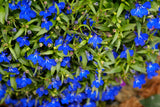 Lobelia - Regatta Midnight Blue