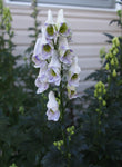 Aconitum Monkshood - Cloudy