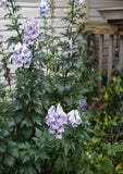 Aconitum Monkshood - Cloudy